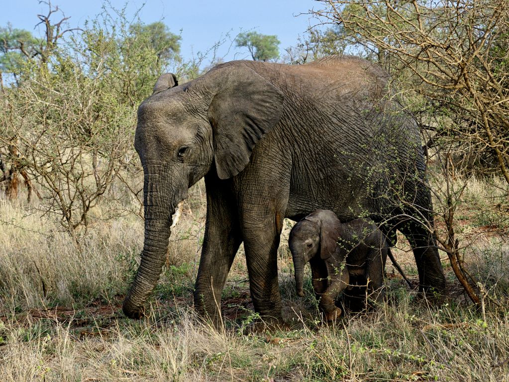 Kruger NP olifanten Zuid Afrika groepsrondreis 5